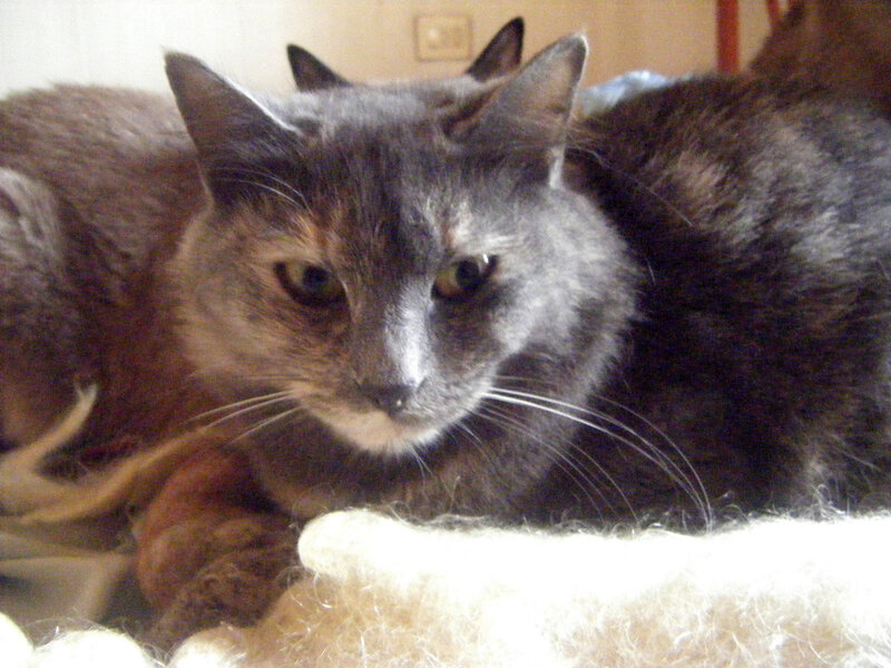 Gray Tortoiseshell Cat