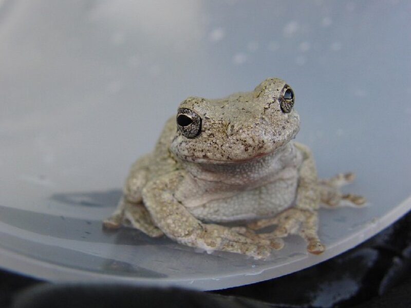 Gray Tree Frog — Calm