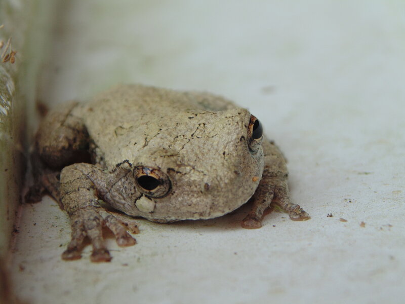 Gray Tree Frog