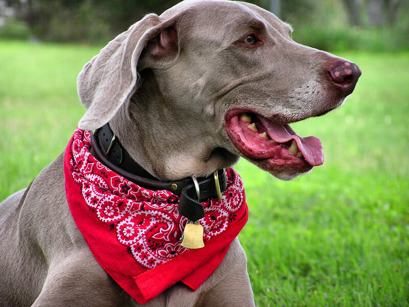 Gray Weimaraner Dog — Calm