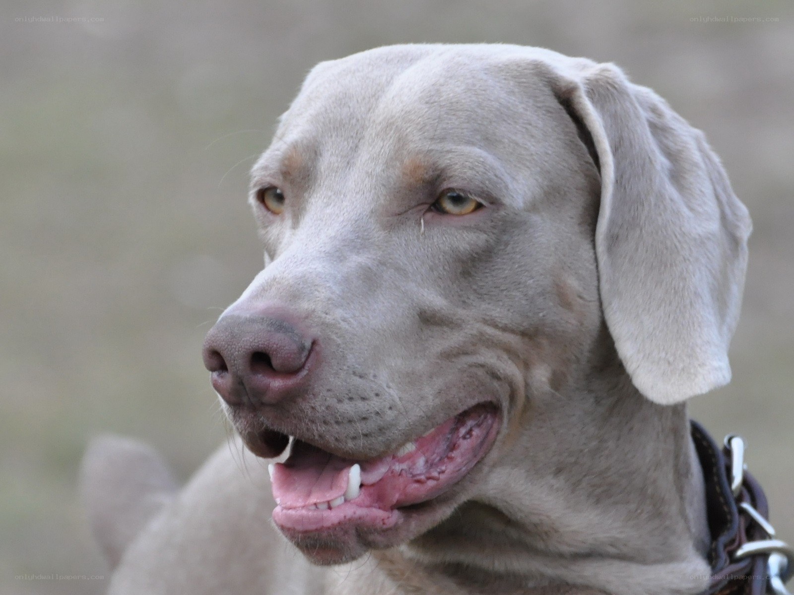 gray weimaraner dog portrait
