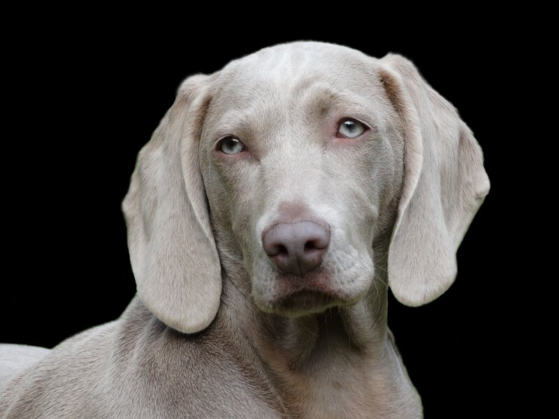 gray weimaraner dog portrait
