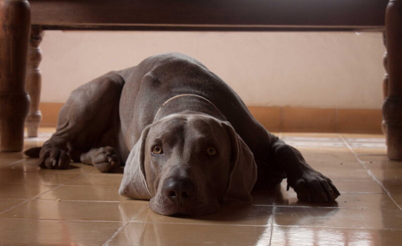 Gray Weimaraner Dog