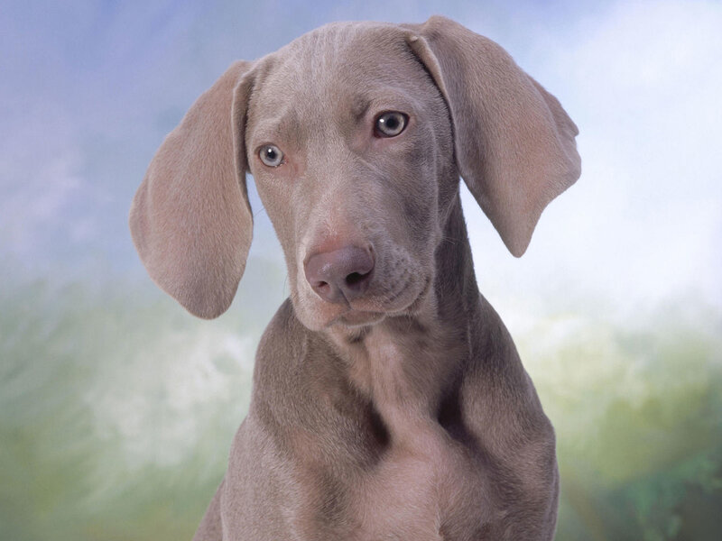 gray weimaraner puppy