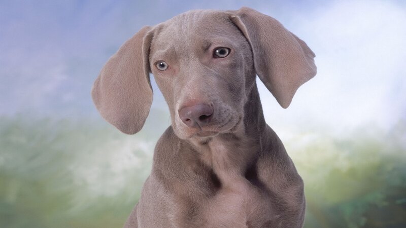 gray weimaraner puppy portrait