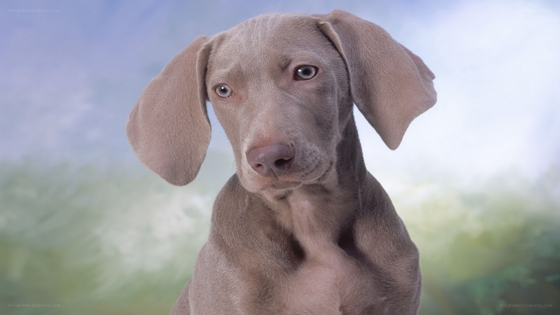 gray weimaraner puppy portrait