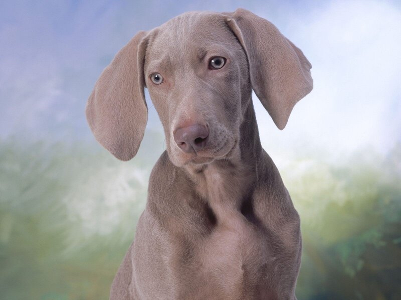 gray weimaraner puppy