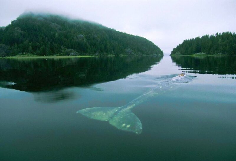 Gray Whale Tail