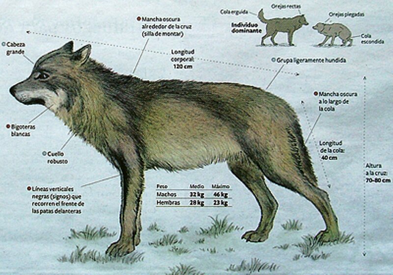 Gray Wolf Anatomy