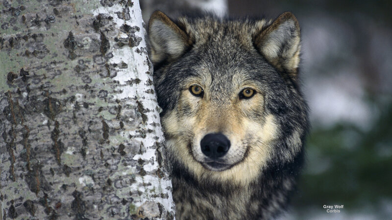 Gray Wolf Behind Tree