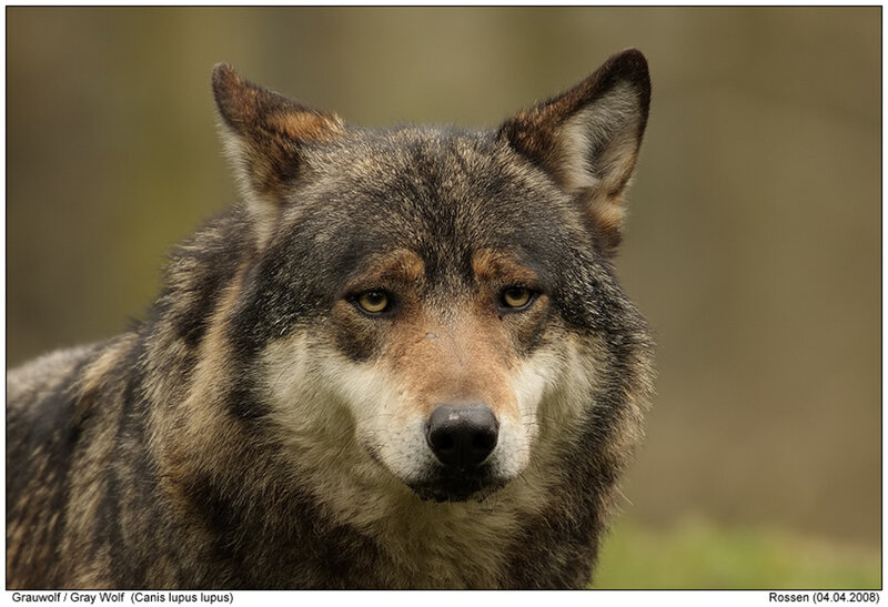 Gray Wolf — Brown