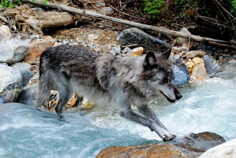 Gray Wolf Crossing Stream