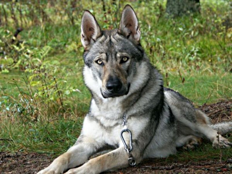 Gray Wolf Dog — Calm