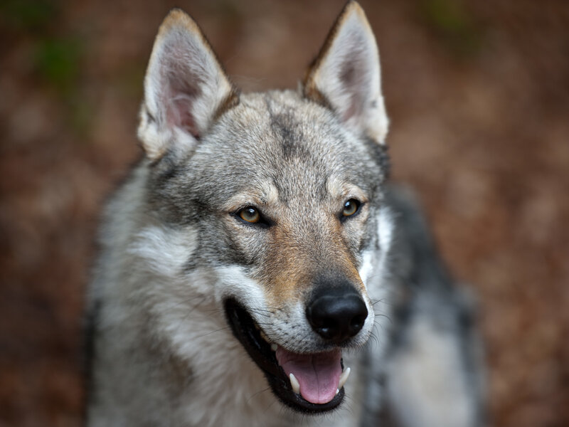 Gray Wolf Dog