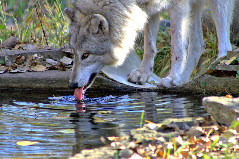Gray Wolf Drinking Water — Natural