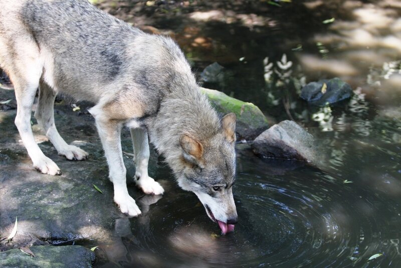 Gray Wolf Drinking Water