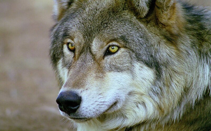 Gray Wolf Face — Alert