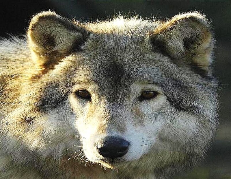 Gray Wolf Face — Intense, Afternoon, Photograph