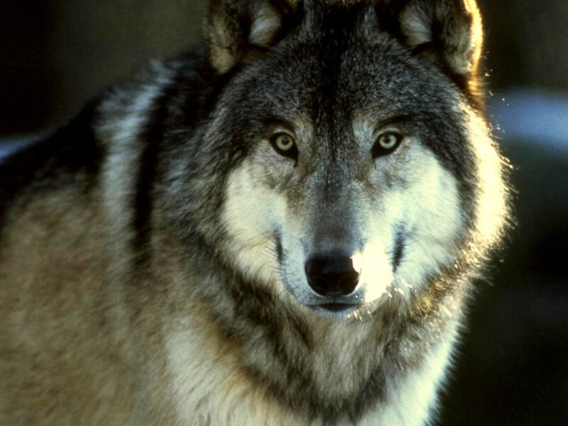 Gray Wolf Face — Intense, Afternoon