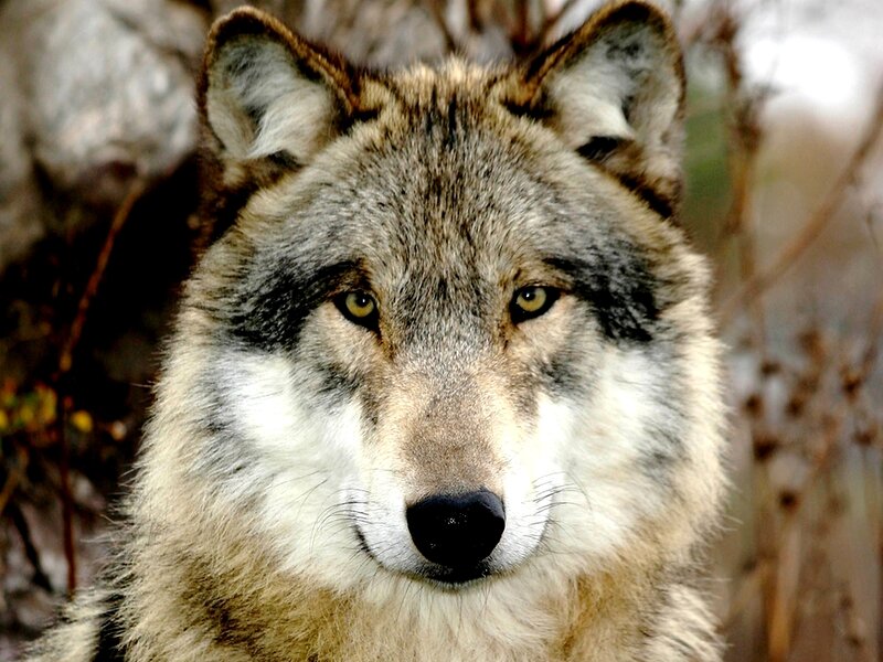 Gray Wolf Face — Intense, Autumn
