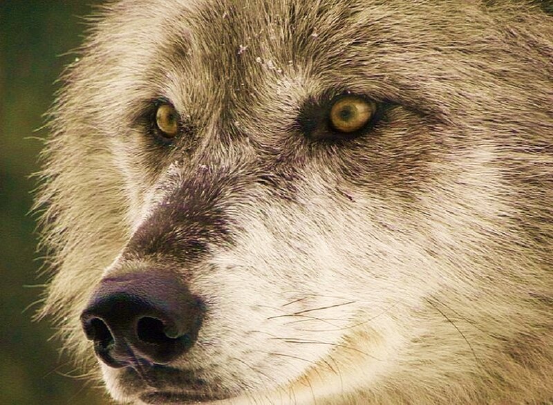 Gray Wolf Face — Intense, Photograph, Eyes, Nose