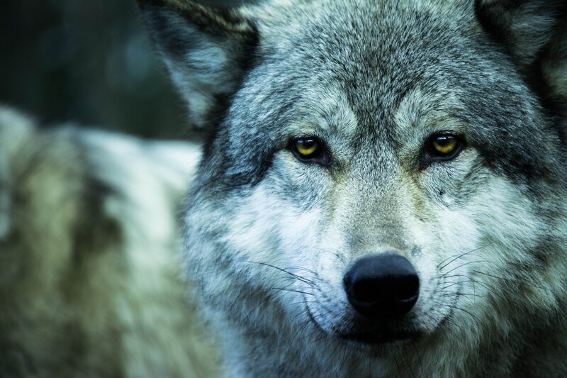 Gray Wolf Face — Intense, Photograph, Eyes, Snout, Ears