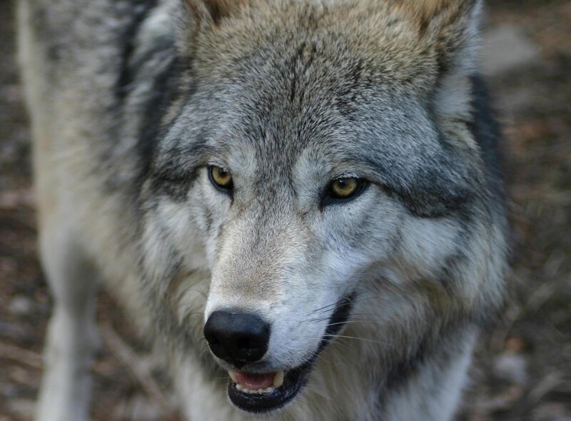 Gray Wolf Face — Intense, Photograph, Eyes, Snout