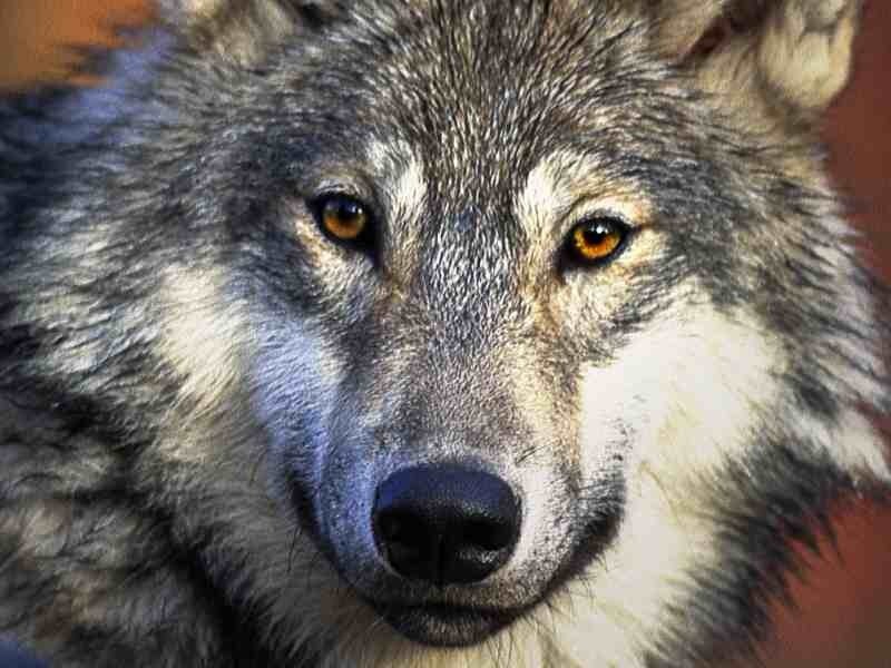 Gray Wolf Face — Intense, Photograph, Eyes, Snout, White
