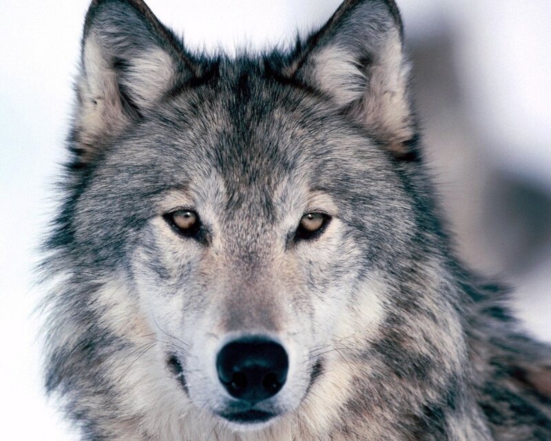 Gray Wolf Face — Intense, Winter, Photograph, Ears