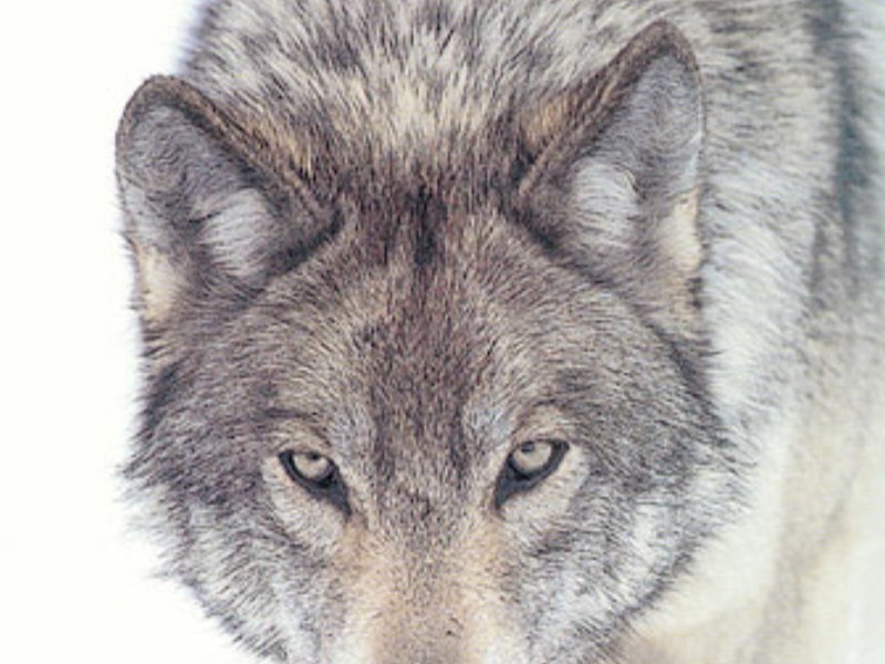 Gray Wolf Face — Intense, Winter