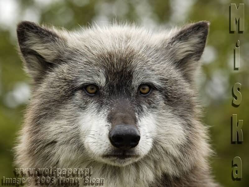 Gray Wolf Face — Serious