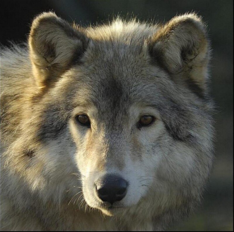 Gray Wolf Face