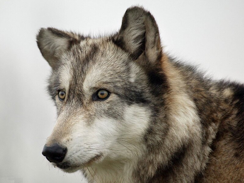 Gray Wolf Head