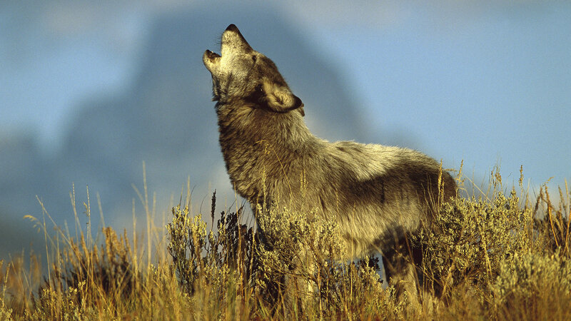 Gray Wolf Howling — Dramatic