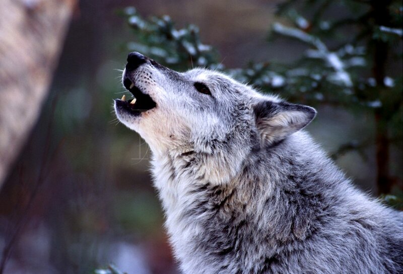 Gray Wolf Howling — Dramatic, Winter