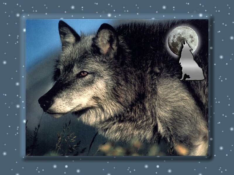 Gray Wolf Howling