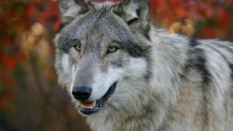 Gray Wolf in Autumn — Alert, Photograph, Forest
