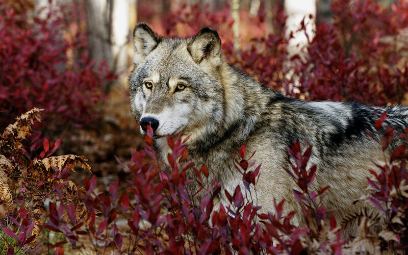 Gray Wolf in Autumn — Alert, Photograph, Red Foliage