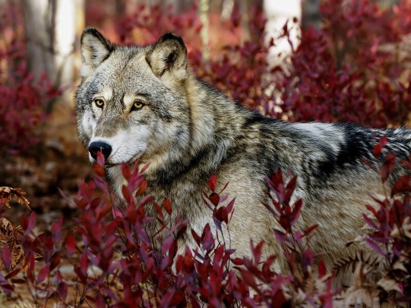 Gray Wolf in Autumn — Alert, Photograph