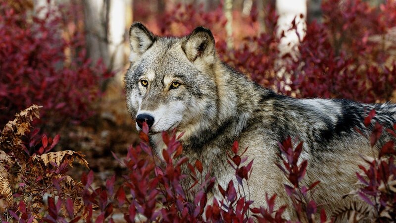 Gray Wolf in Autumn — Alert