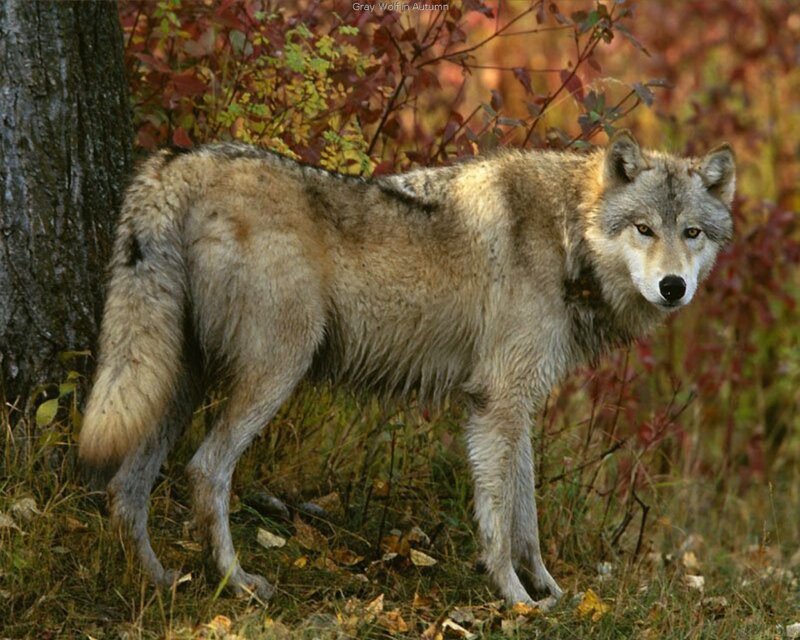 Gray Wolf in Autumn — Brown