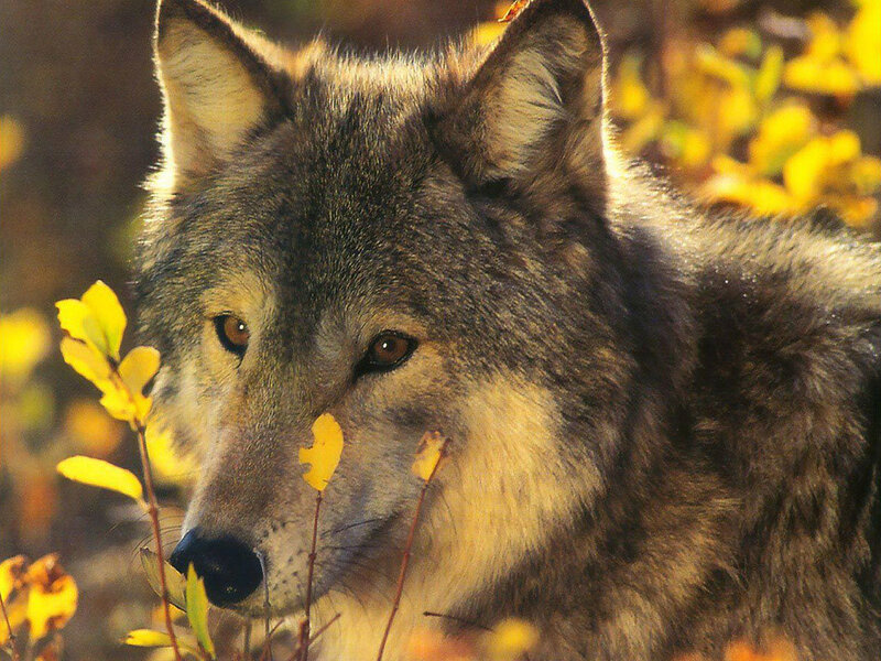 Gray Wolf in Autumn — Calm