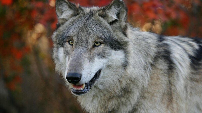 Gray Wolf in Autumn — Natural