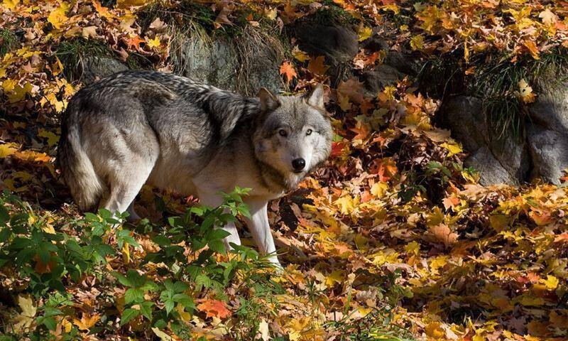 Gray Wolf in Autumn — Yellow