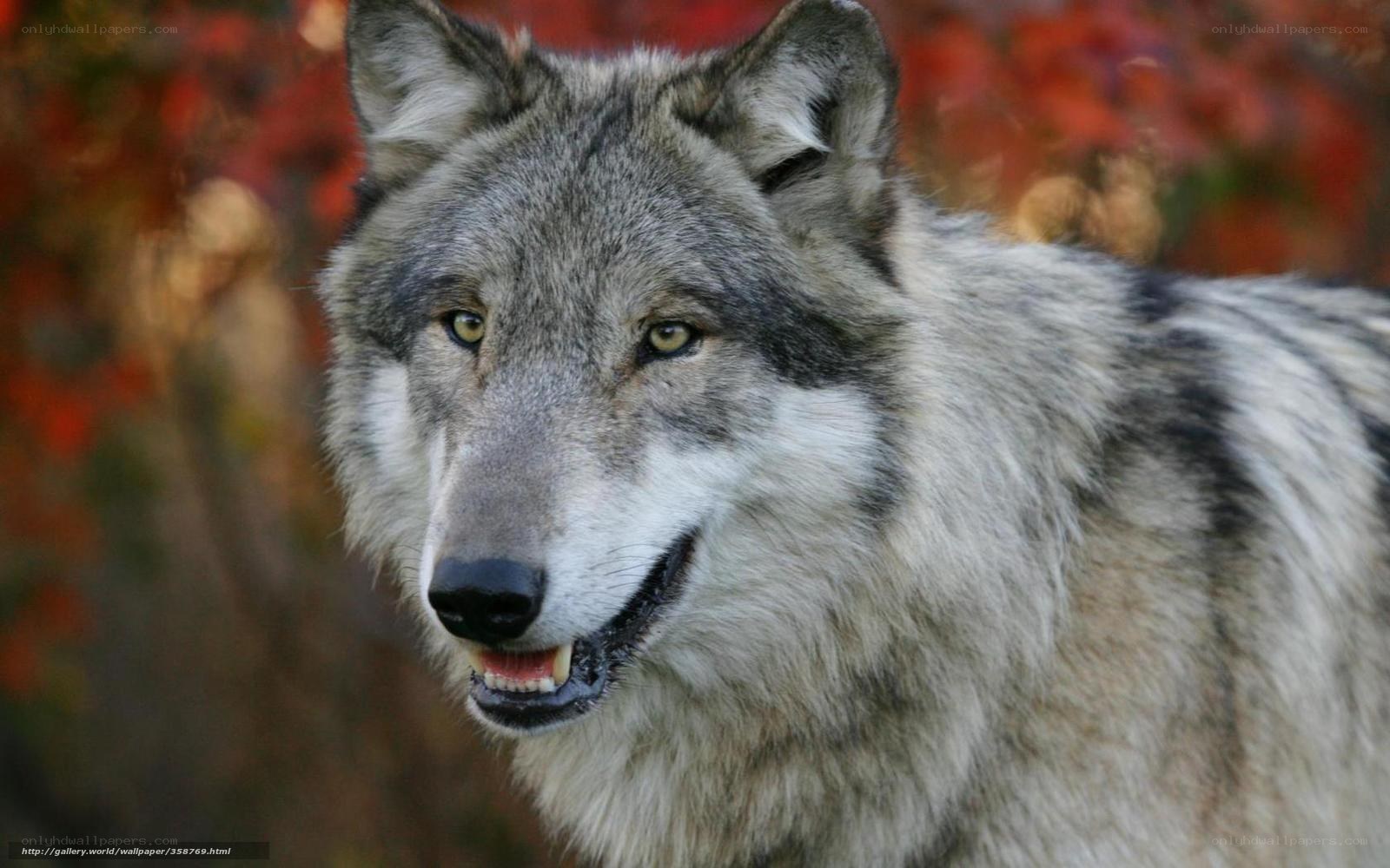 gray wolf in autumn