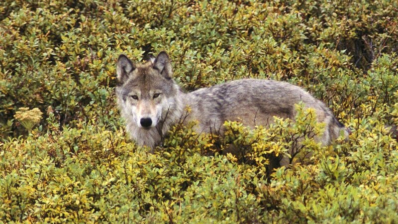 Gray Wolf in Bushes