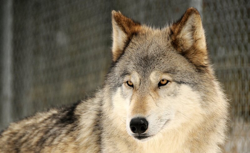 Gray Wolf in Close-up — Alert
