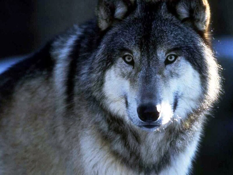 Gray Wolf in Close-up — Intense