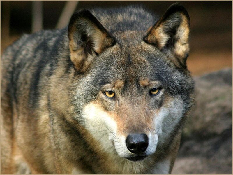 Gray Wolf in Close-up
