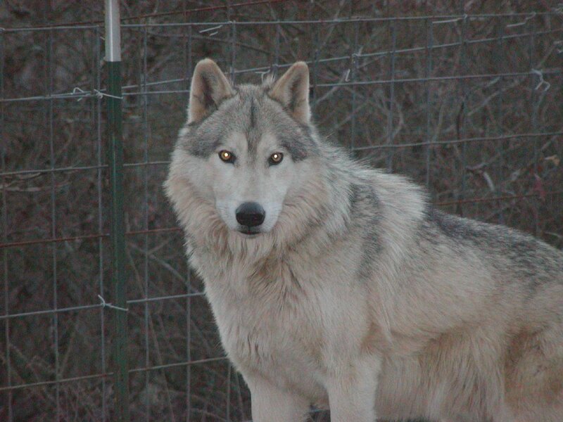 Gray Wolf in Enclosure — Alert